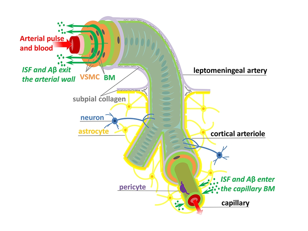 Nuove scoperte su drenaggio del sistema glinfatico