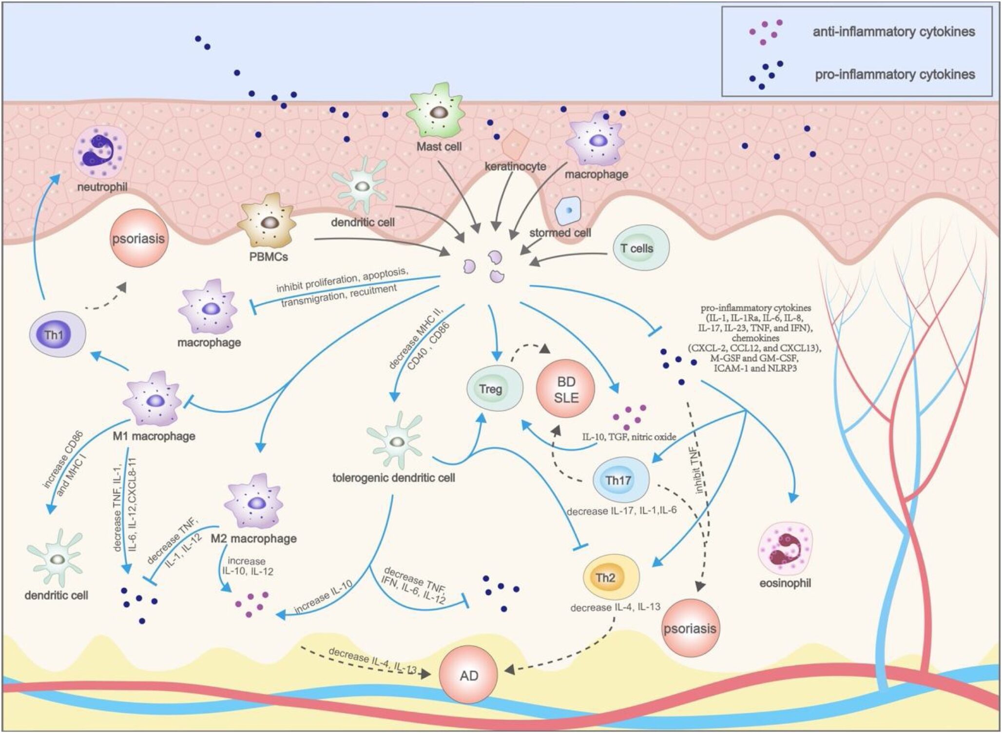 La relazione tra sistema immunitario e fascia in pazienti in fase acuta