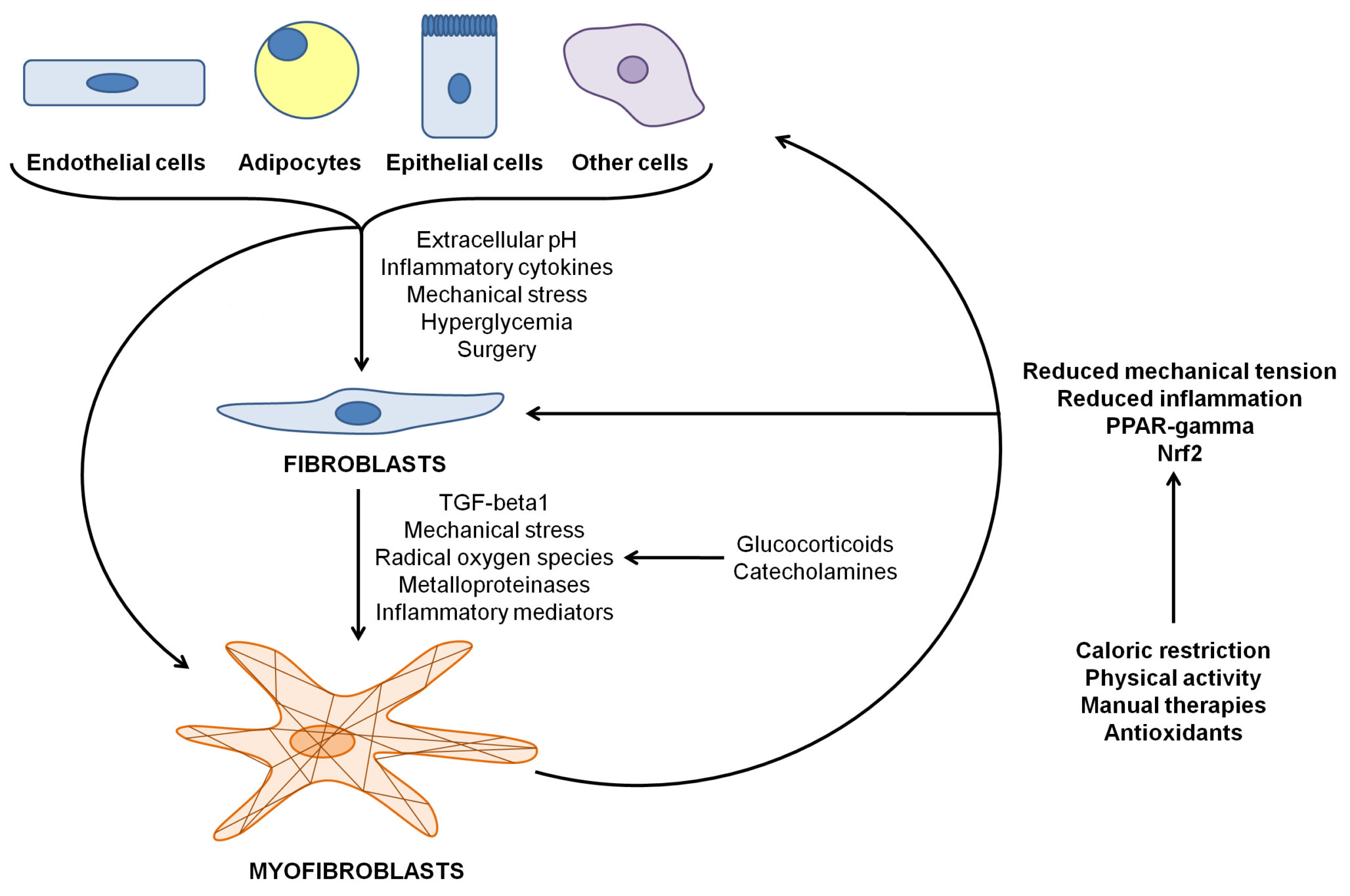 La relazione tra sistema immunitario e fascia nel paziente cronico