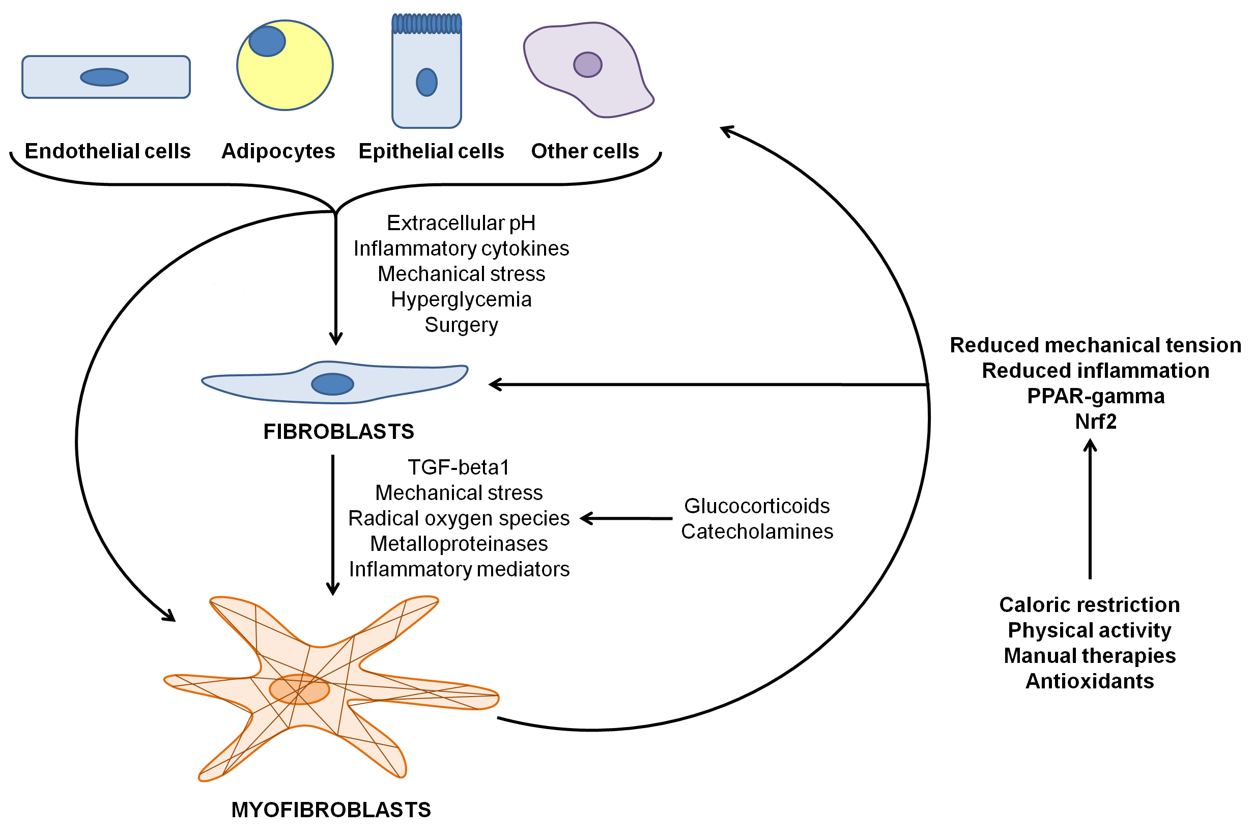 La relazione tra sistema immunitario e fascia nel paziente cronico