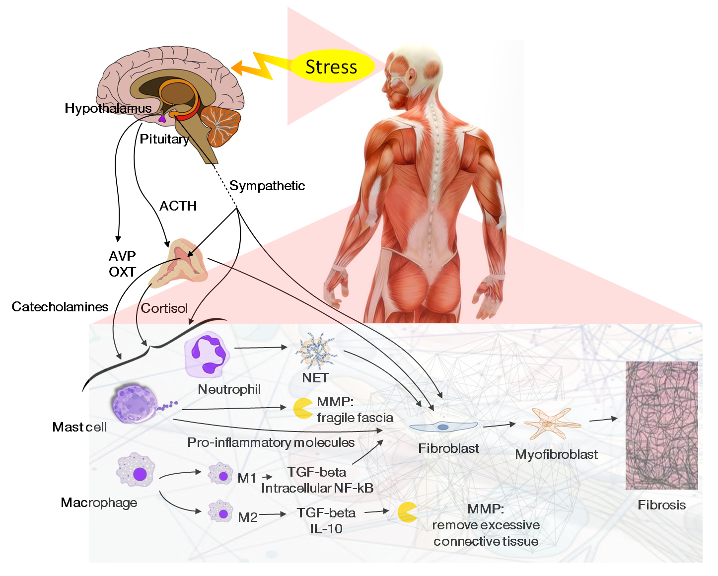 Cortisolo: gli effetti sulle ossa e sui muscoli in acuto e nella cronicità