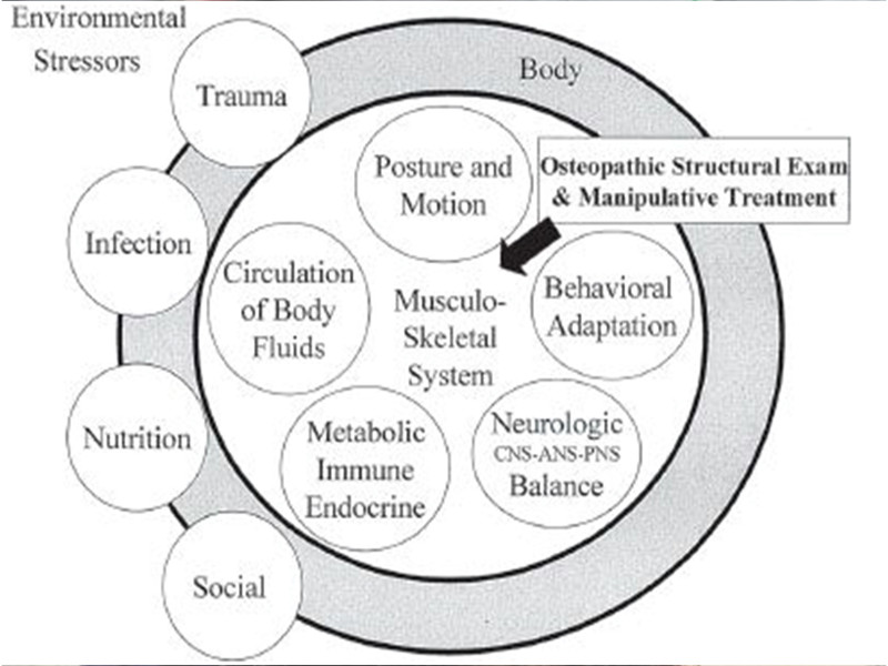 Malocclusioni e disordini temporomandibolari: i principi da utilizzare nel trattamento osteopatico