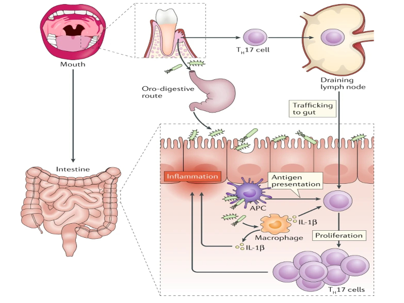Le vie della mucosa: dalla bocca all’intestino agli altri organi