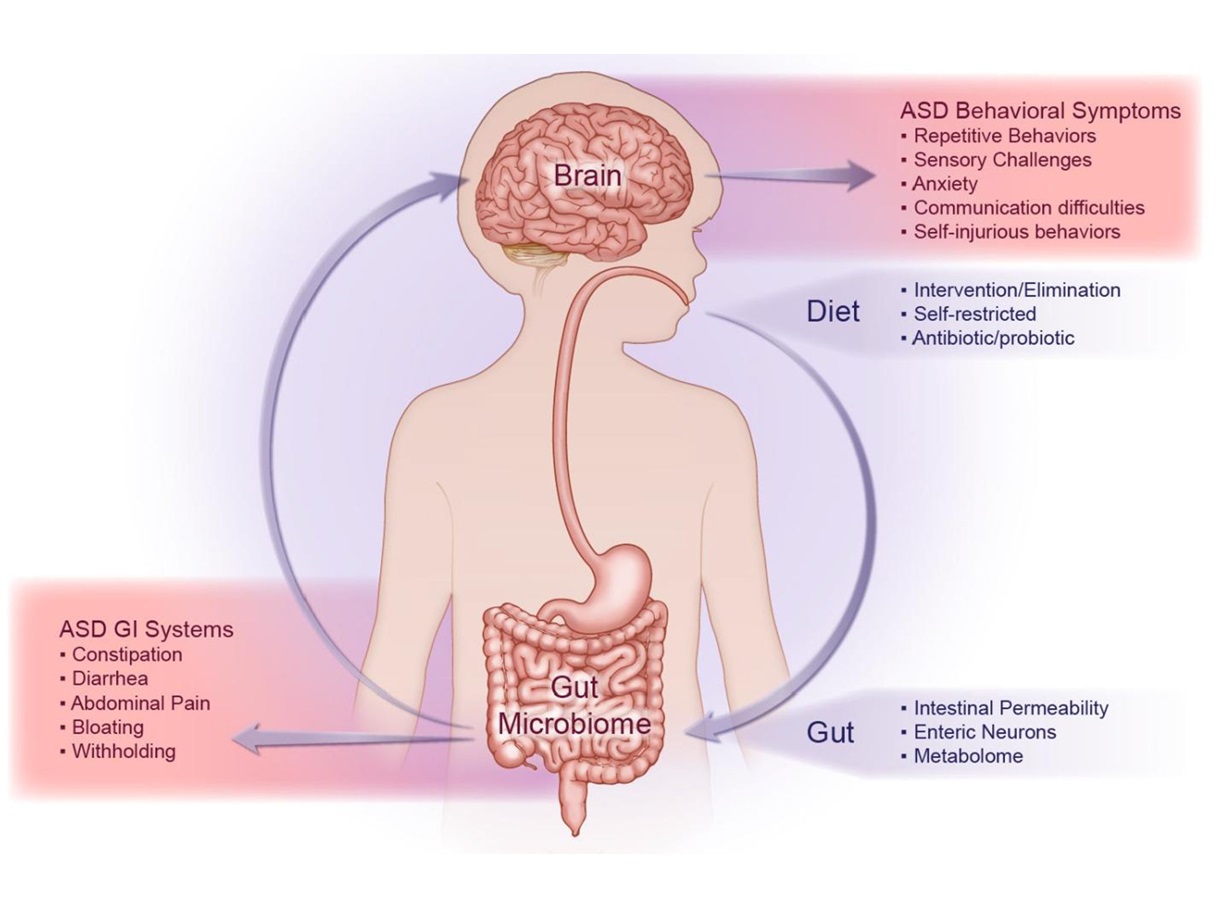 L’autismo: l’emergenza di un mondo complesso