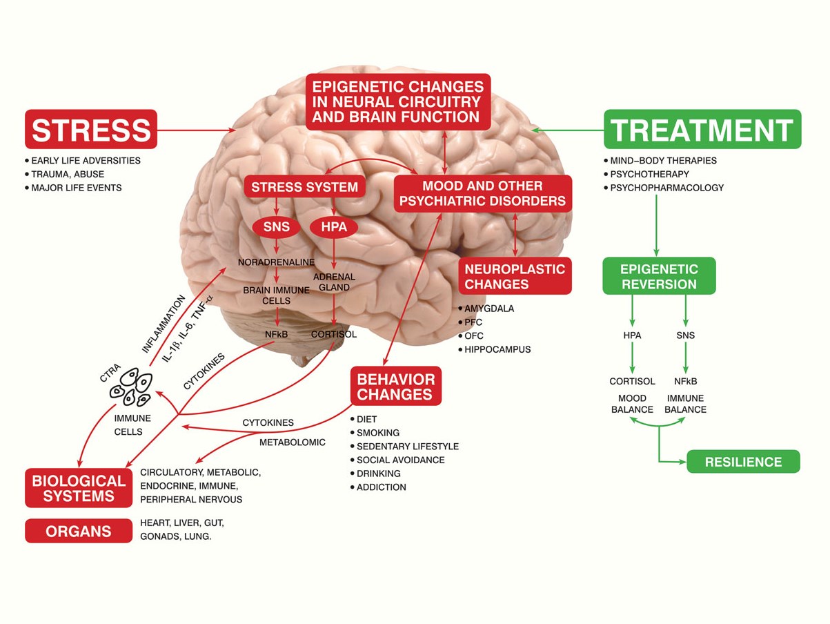 Come la PNEI contribuisce al rinnovamento della psicologia