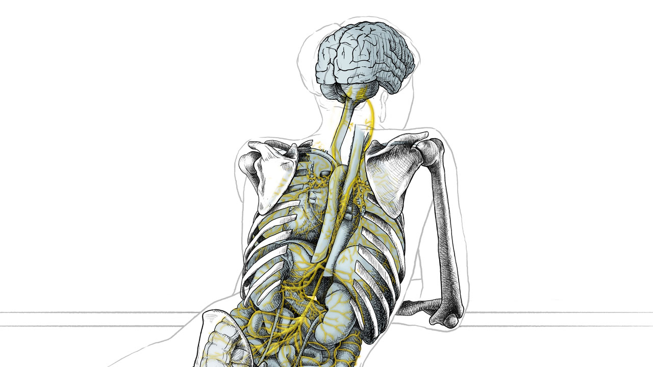 La relazione fra nervo vago ed aspetti sociali ed emotivi