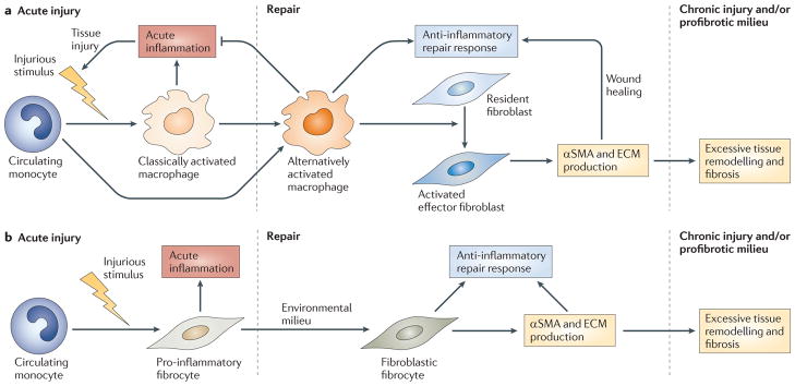 Noradrenalina, adrenalina, estrogeni: gli effetti sulla fascia nella cronicità