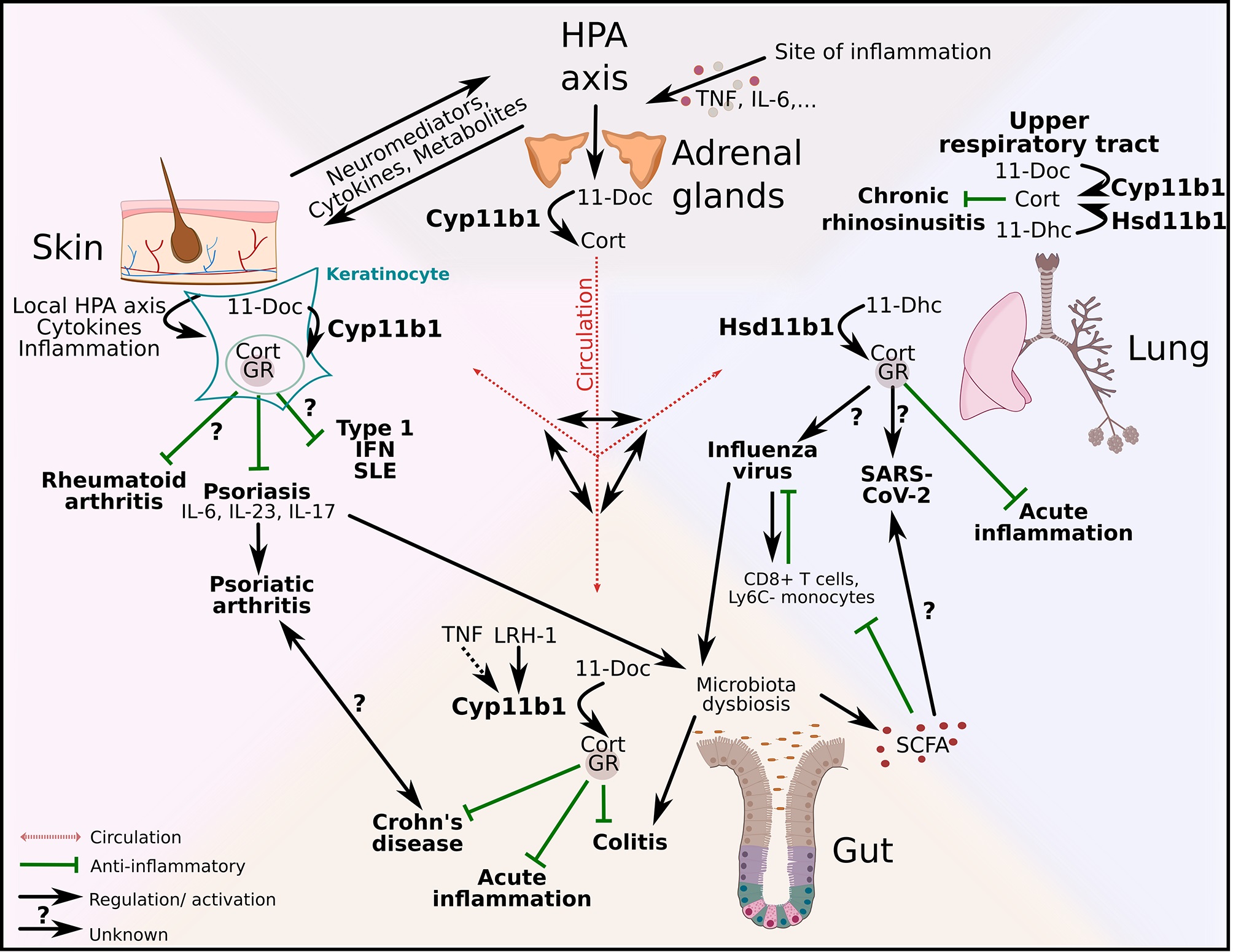 Quando la salute si vede sulla pelle: la cute come tessuto regolatore dell’organismo
