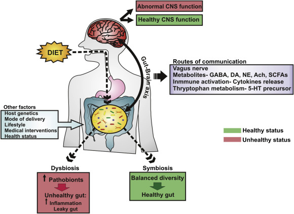 L’asse intestino-microbiota-cervello per la salute mentale